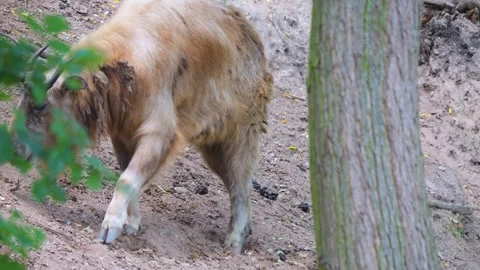 A takin mountain goat Stock Footage 253492034