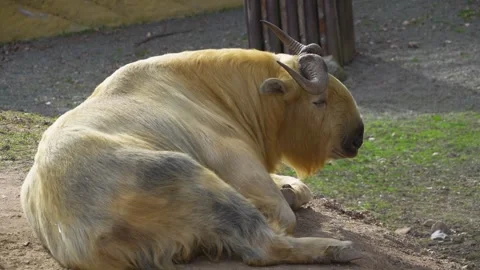 A takin mountain goat  Stock Footage 271210485
