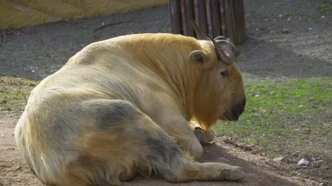 A takin mountain goat Stock Footage 271378095