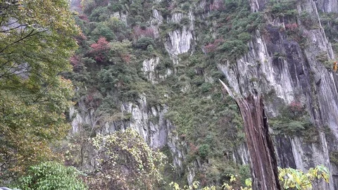 Takin standing in steep slope on cliff looking in the Chinese mountains zoom Vidéo 120535159