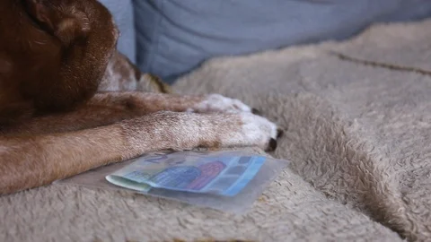 Taking a 20 euro banknote in a plastic hygienic bag from under a podenco dog paw Stock Footage 129304448