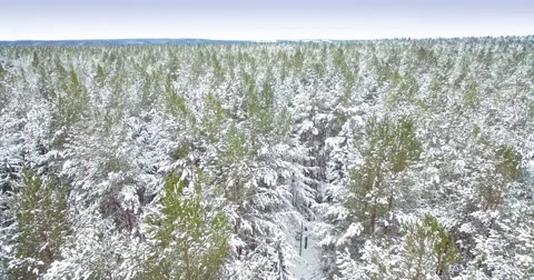 Taking off and landing over the pine forest in winter 스톡 동영상 56683578