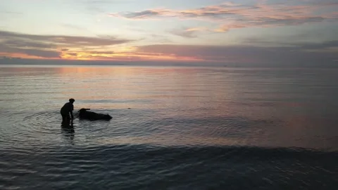 Taking a bath with buffalo - drone Stock Footage 194446147
