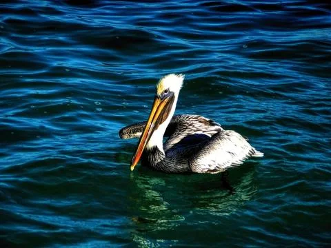 Taking Bath Pelican Stock Photos
