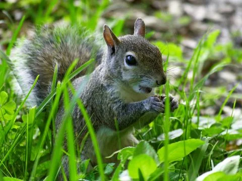 Taking a Bite Stock Photos
