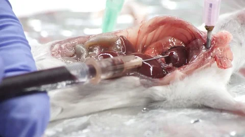 Taking blood from lab rat heart Stock Footage 113500544