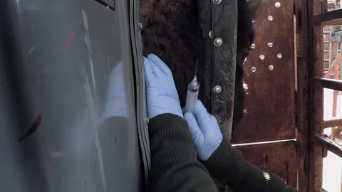 Taking Blood Sample From Bison Stock Footage 130222870
