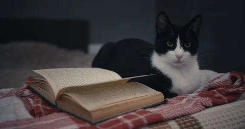 Taking a book from a cat. Stock Footage 100325690