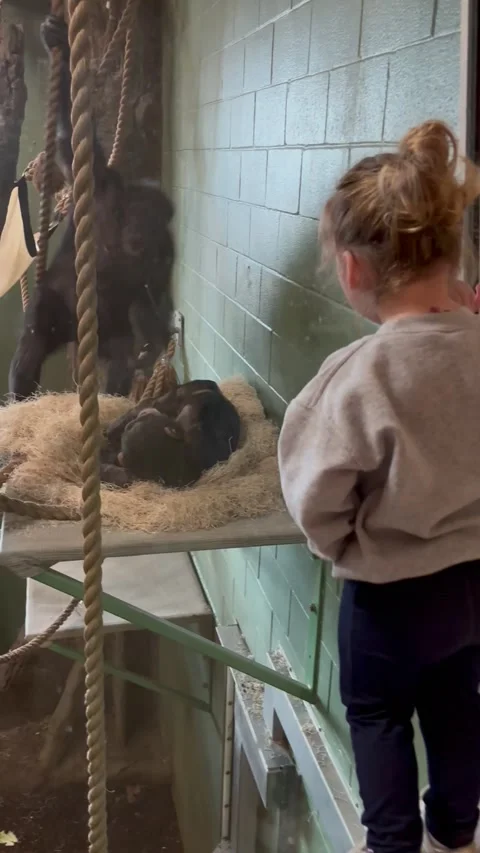 Taking a Break From the Monkey Exhibit, Grand Rapids, Michigan, USA - 22 Apr 202 Stock Footage 307559209