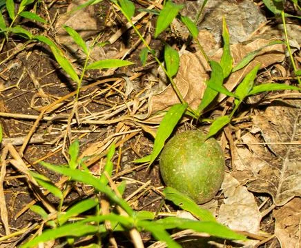 Taking candlenut to the fallen from the tree Stock Photos
