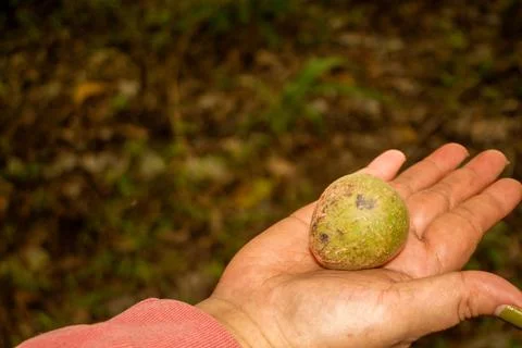 Taking candlenut to the fallen from the tree Stock Photos