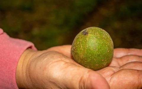 Taking candlenut to the fallen from the tree Foto stock