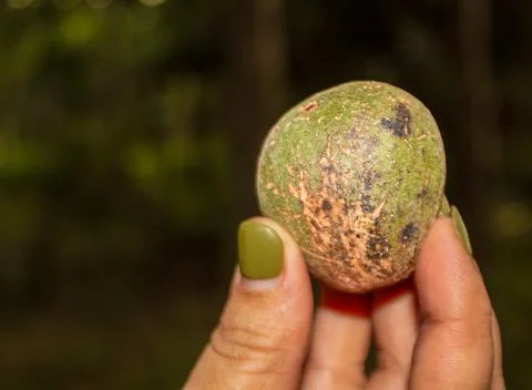 Taking candlenut to the fallen from the tree 库存照片