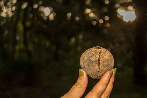 Taking candlenut to the fallen from the tree Stock Photos