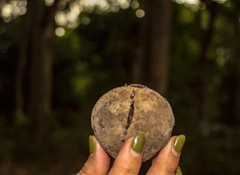 Taking candlenut to the fallen from the tree Stock Photos