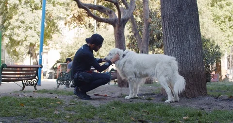 Taking care of dog 库存影片 111292857
