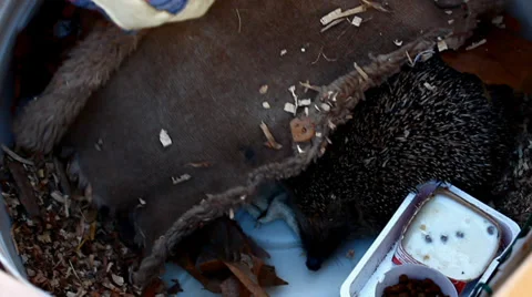 Taking care of an european hedgehog Stock Footage 34665065