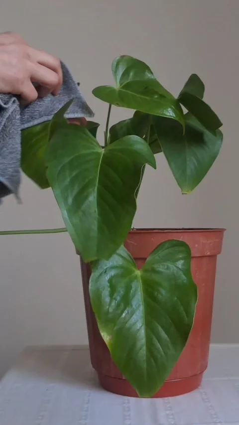 Taking care of a flower and dusting its leaves 動画素材 330731081