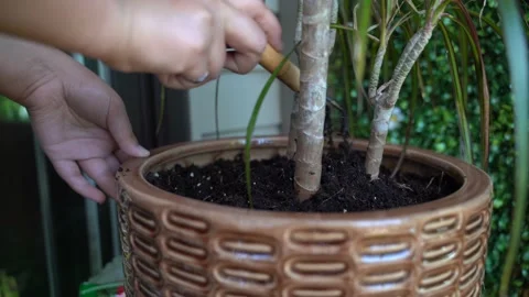 Taking care of indoor plants Stock Footage 134960343