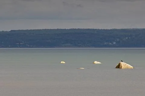 Taking care of an itch while perched on a rock. Stock Photos