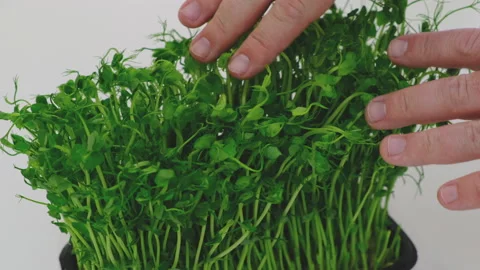 Taking Care of Peas Microgreen Sprouts in the Home Garden Stock Footage 130437016