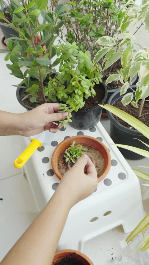 Taking care of plants, adding soil, plant pruning stock 4k video Stock Footage 282251979