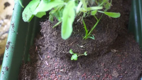 Taking Care of The Plants in a Kitchen Vegetable Garden Stock Footage 75061414