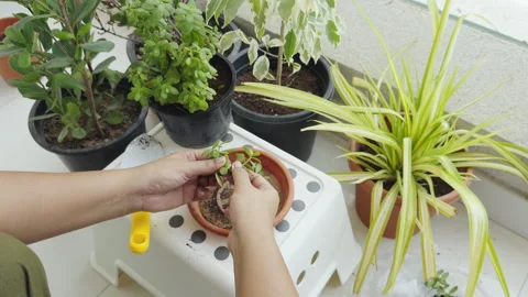 Taking care of plants | Plant pruning with hands 4k stock video Stock Footage 282237238
