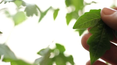 Taking Care of Tomato Seedling Stock Footage 88920530