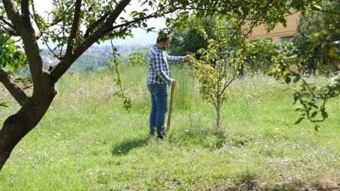 Taking care of the tree Video stock 183648175
