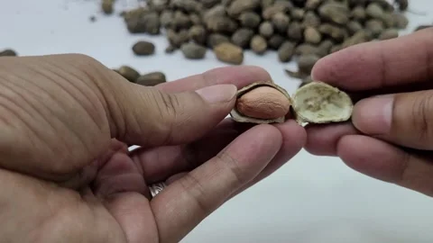 Taking a closed peanut kernel and peeling it Stock Footage 273824556