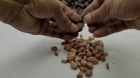 Taking a closed peanut kernel and peeling it Stock Footage 274945092