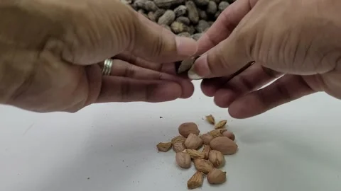 Taking a closed peanut kernel and peeling it 스톡 동영상 274951706