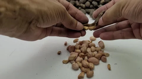 Taking a closed peanut kernel and peeling it Stock Footage 274953804