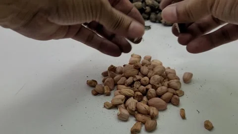 Taking a closed peanut kernel and peeling it 스톡 동영상 274955958
