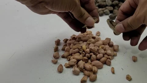 Taking a closed peanut kernel and peeling it Stock Footage 274957675
