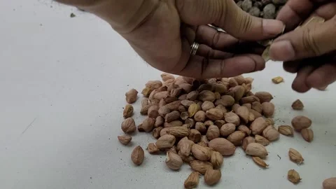 Taking a closed peanut kernel and peeling it Stock Footage 274961016