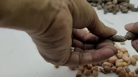 Taking a closed peanut kernel and peeling it Stock Footage 274963357