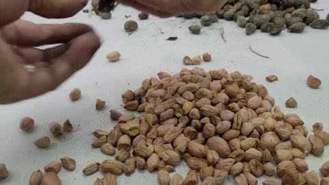 Taking a closed peanut kernel and peeling it Stock Footage 274972774