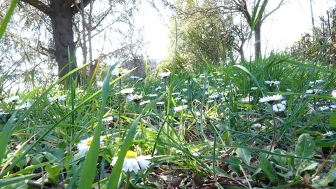 Taking daisies in the park. Stock Footage 105423239