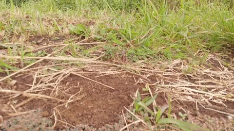 Taking off drone in the jungle in tropical forest, Ubud. Stock Footage 103336357