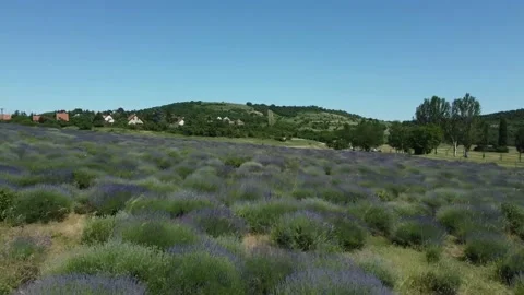 Taking off a drone over a lavender field Stock Footage 220607750