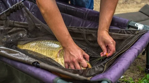 Taking a fish hook out of the fish's mouth Stock Footage 112173833