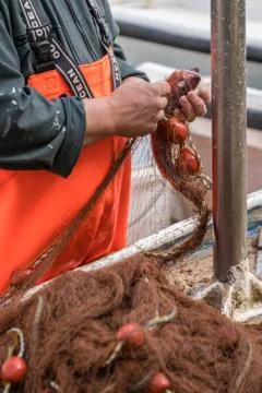 Taking fish out of the net Stock Photos