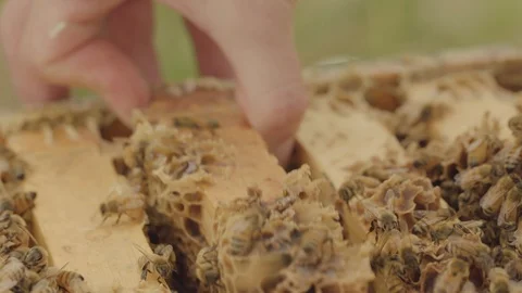 Taking Frames out of a Honey Bee Hive - Close Stock Footage 125347266