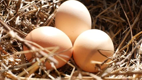 Taking fresh chicken eggs from the nest Video stock 111229546