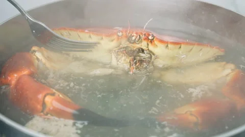 Taking the lead out of boiling water with a crab and checking if cooked in 4K. Stock Footage 146337825