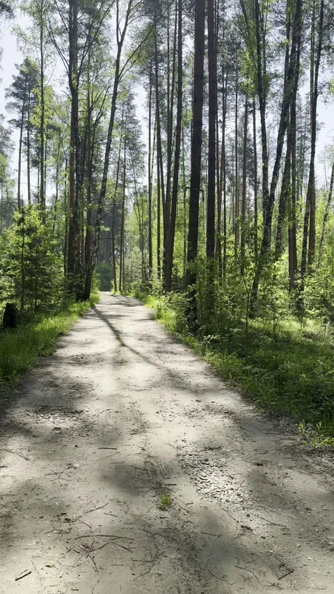 Taking a leisurely stroll through the spring forest in sunny spring weather Stock Footage 336189629