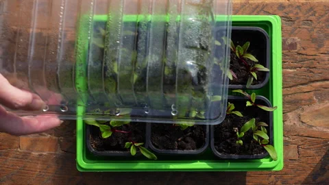 Taking the lid of propagator, uncovering beetroot seedlings Stock Footage 329227546