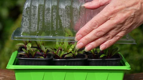 Taking lid of propagator, uncovering beetroot seeds, side view Stock Footage 329227638
